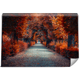 Fototapeta winylowa zmywalna Aleja jesienna Aleja drzew w parku jesienią 