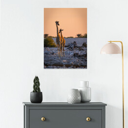 Plakat samoprzylepny Dostojne żyrafy o wschodzie słońca