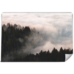 Fototapeta samoprzylepna Mgła nad lasem na wzgórzach