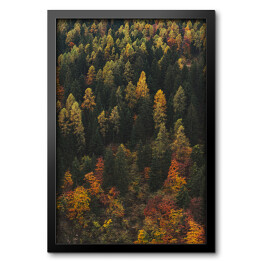 Obraz w ramie Las - pejzaż z początku jesieni