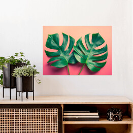 Plakat samoprzylepny Dwa liście monstery na tle w odcieniu różowego koloru
