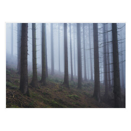 Plakat samoprzylepny Las na wzgórzu we mgle
