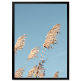 Plakat w ramie Liść trzciny neutralny na niebieskim tle nieba. Kreatywny, minimalny, stylizowany koncept dla blogerów.