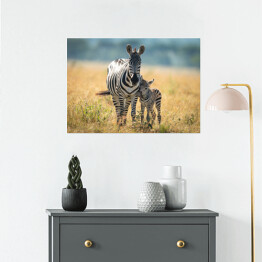 Plakat samoprzylepny Dwie zebry spacerujące po afrykańskiej sawannie