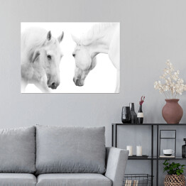 Plakat samoprzylepny Dwa białe konie