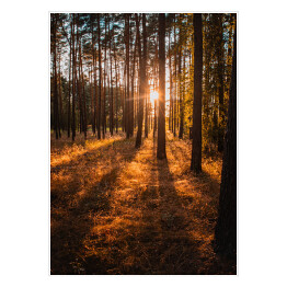 Plakat Złoty las. Krajobraz z zachodem słońca w złocistych barwach