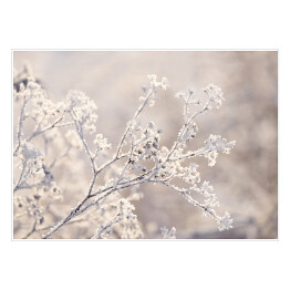 Plakat samoprzylepny Zimowy krajobraz. Gałązki pokryte szronem