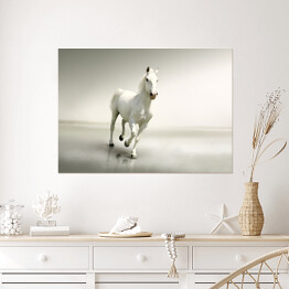 Plakat Piękny biały koń w ruchu na tle mgły