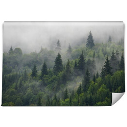 Fototapeta samoprzylepna Naturalny las deszczowy. Moody pochmurny, mglisty las latem, jesienią, niesamowite tło z nastrojem. Zielony las świerkowy z białą mgłą w górach po deszczu.