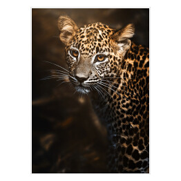 Plakat samoprzylepny Lampart cejloński (Panthera pardus kotiya) portret szczegółowy