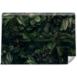Fototapeta winylowa zmywalna Kreatywna natura zielone tło, tropikalny liść baner lub kwiatowy wzór dżungli koncepcja.