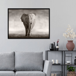 Plakat w ramie Słoń w odcieniach szarości