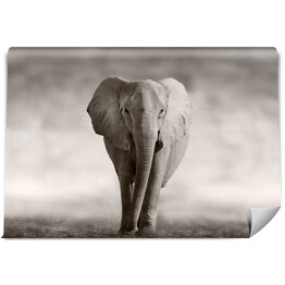 Fototapeta winylowa zmywalna Słoń w odcieniach szarości