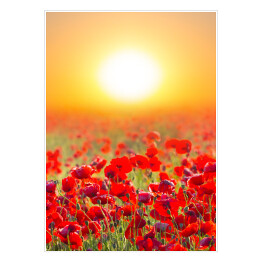 Plakat Czerwone pole maków o wschodzie słońca