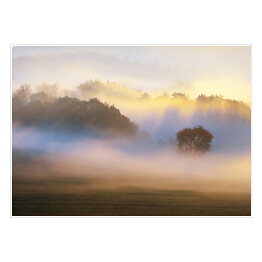 Plakat samoprzylepny Drzewo we mgle rozświetlonej słońcem na tle lasu