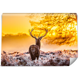 Fototapeta Sylwetka jelenia o świcie na polanie