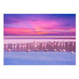 Plakat samoprzylepny Stado flamingów przy wodopoju