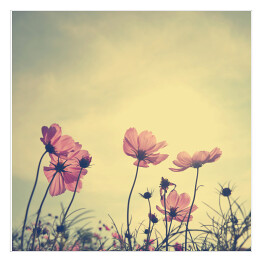 Plakat samoprzylepny Kwiaty polne na łące o zmierzchu