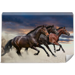 Fototapeta samoprzylepna Konie biegnące w galopie wzdłuż piaszczystego pola