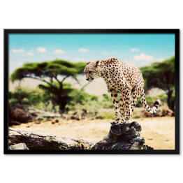 Plakat w ramie Gepard szykujący się do skoku