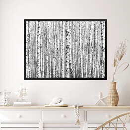 Obraz w ramie Wiosenne czarno-białe pnie drzew brzozy 