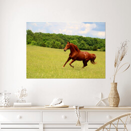 Plakat samoprzylepny Koń galopujący po letnich pastwiskach