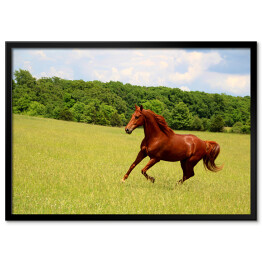 Plakat w ramie Koń galopujący po letnich pastwiskach