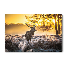 Obraz na płótnie Sylwetka jelenia wpatrzonego w dal na tle wschodu słońca