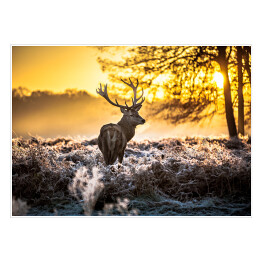 Plakat Sylwetka jelenia wpatrzonego w dal na tle wschodu słońca