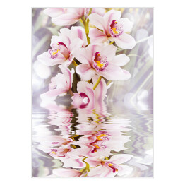 Plakat Biała orchidea i jej odbicie w wodzie