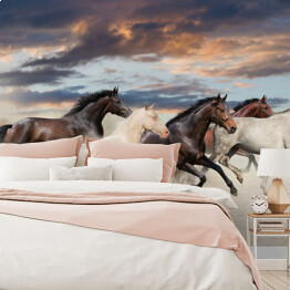 Fototapeta Pięć koni biegnących galopem na pustyni o zachodzie słońca