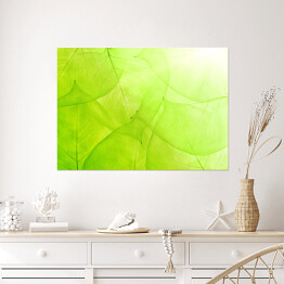 Plakat samoprzylepny Zielone tło z cienkich liści