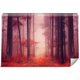 Fototapeta Jesienny las we mgle w odcieniach czerwieni