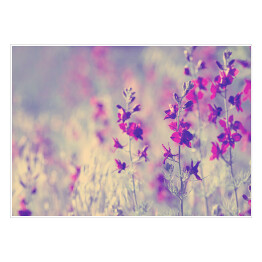 Plakat samoprzylepny Fioletowe dzikie kwiaty