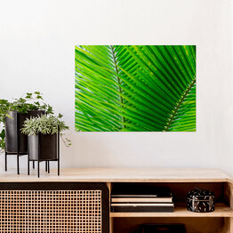 Plakat Zbliżenie na duże zielone tropikalne liście