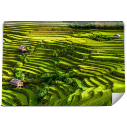 Fototapeta Pola ryżowe, prowincja Jena Bai, Wietnam