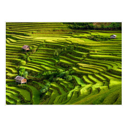 Plakat samoprzylepny Pola ryżowe, prowincja Jena Bai, Wietnam