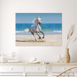 Plakat samoprzylepny Koń galopujący po plaży