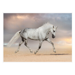 Plakat samoprzylepny Piękny szary koń biegnący na polu