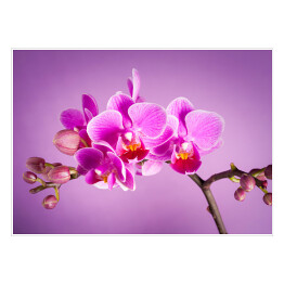 Plakat samoprzylepny Różowe kwiaty orchidei na różowym tle
