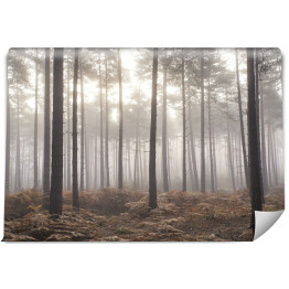 Fototapeta winylowa zmywalna Jesienny mglisty poranek w sosnowym lesie