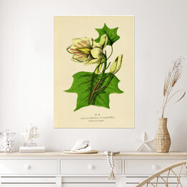 Plakat Tulipanowiec amerykański - ryciny botaniczne