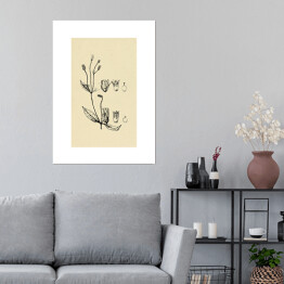Plakat samoprzylepny Alternanthera mexicana - ryciny z roślinnością