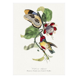 Plakat Kolorowy ptak i motyl. Paul Gervais. Reprodukcja