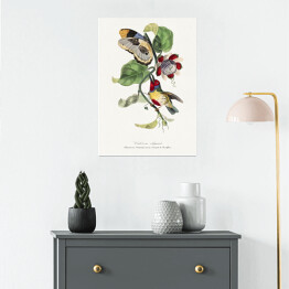 Plakat Kolorowy ptak i motyl. Paul Gervais. Reprodukcja