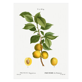 Plakat Pierre Joseph Redouté. Śliwka owoce - reprodukcja