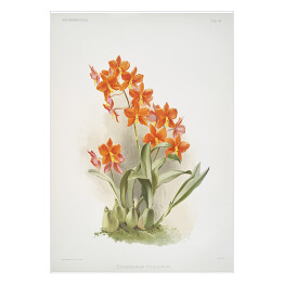 Plakat samoprzylepny F. Sander Orchidea no 32. Reprodukcja