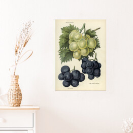 Plakat samoprzylepny Winogrona jasne i ciemne w stylu vintage John Wright Reprodukcja