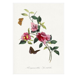 Plakat Bugenwilla. Kwiaty i motyle. Paul Gervais. Reprodukcja
