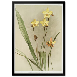 Plakat w ramie F. Sander Orchidea no 38. Reprodukcja